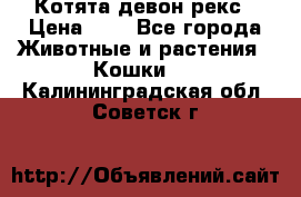 Котята девон рекс › Цена ­ 1 - Все города Животные и растения » Кошки   . Калининградская обл.,Советск г.